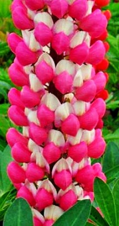 Łubin ‘Tower Appleblossom’ (Lupinus) 